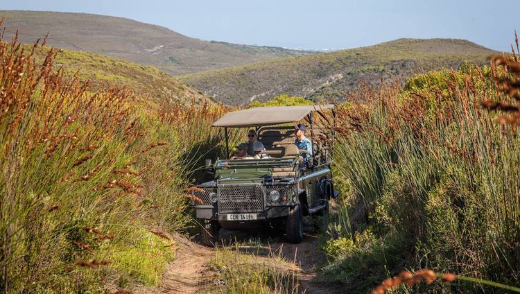 Grootbos Nature Reserve - Blumensafari