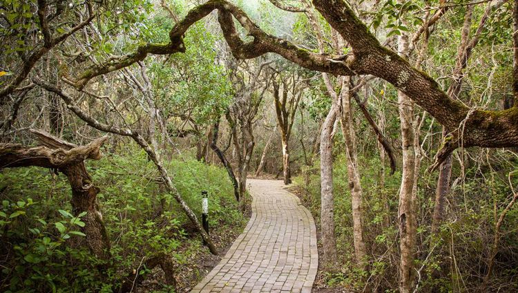 Grootbos Nature Reserve - Weg durch den Milkw