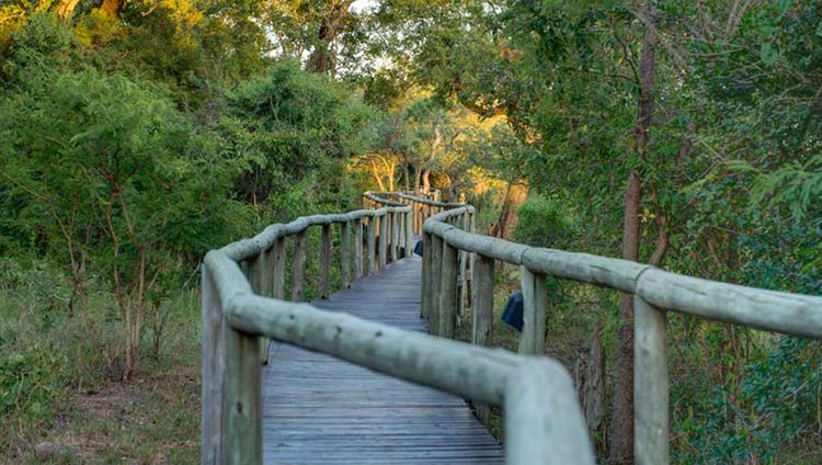 Tintswalo Safari Lodge - Steg zu den Suiten