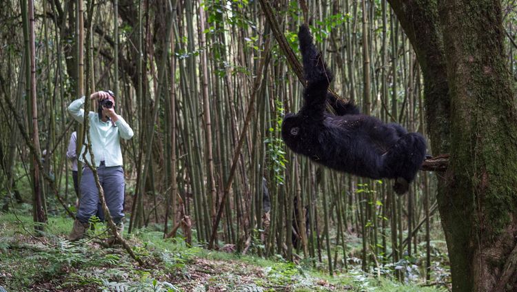 Bisate Lodge - Besuch bei den Gorillas