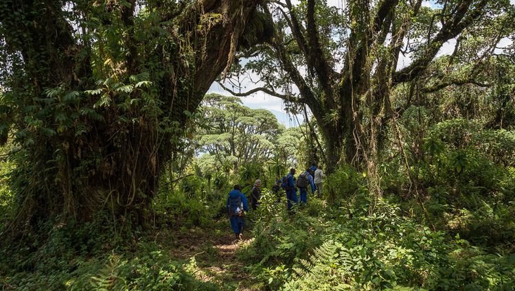 Bisate Lodge - Urwald