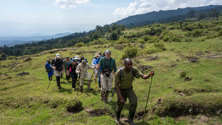 Bisate Lodge - Wanderung zu den Gorillas