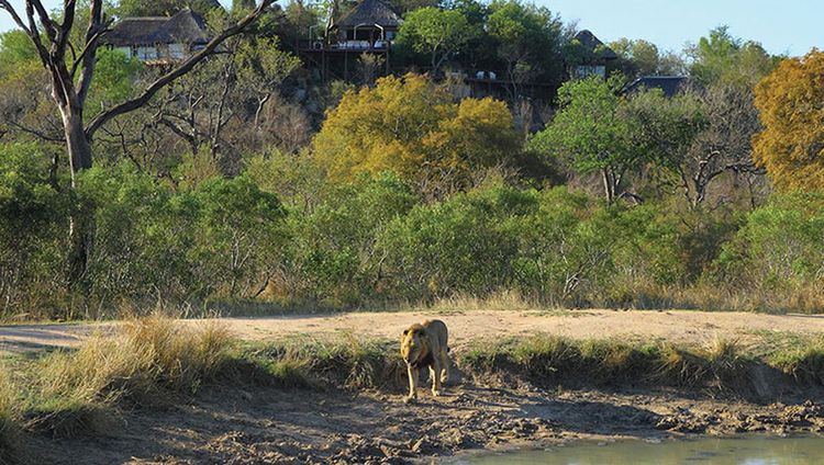 Leopard Hills. Sabi Sand