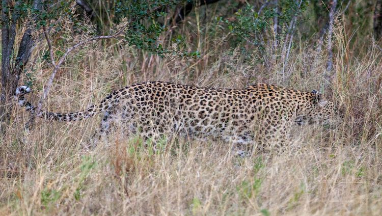 Leopard Hills - Leopard