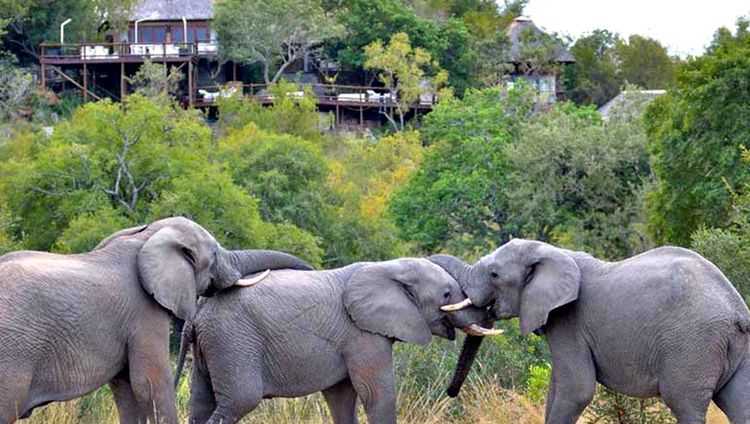 Leopard Hills - Elefanten vor der Lodge