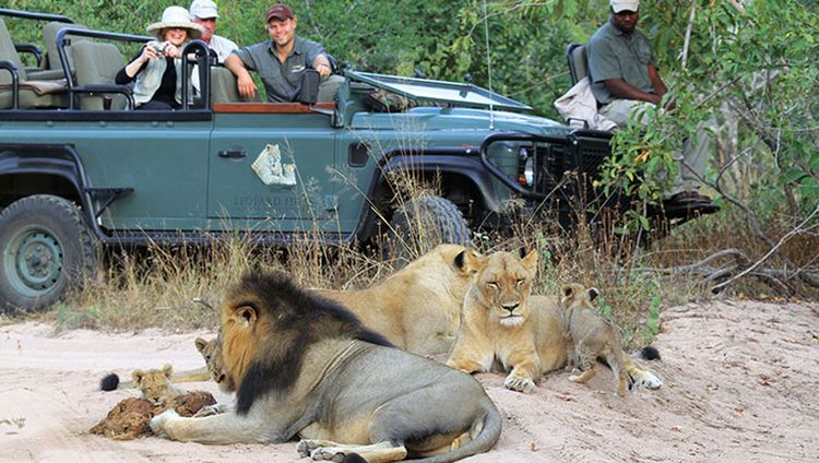 Leopard Hills - Löwen mit Babies