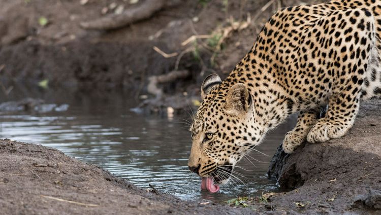 Londolozi - Leopard beim Trinken