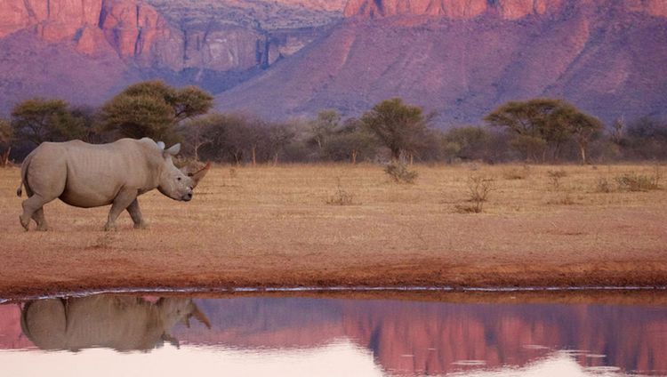 Marataba Lodge - Nashorn