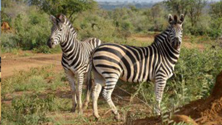 Motswiri Privat Safari Lodge - Zebra
