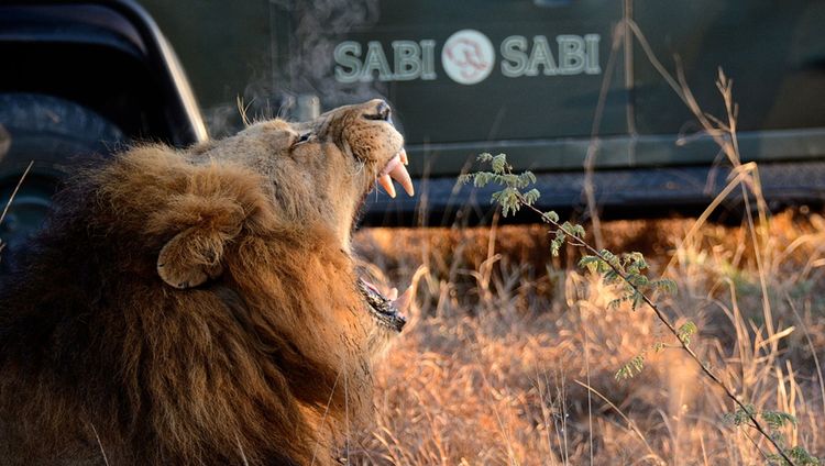 Sabi Sabi Earth Lodge - Auf Pirschfahrt