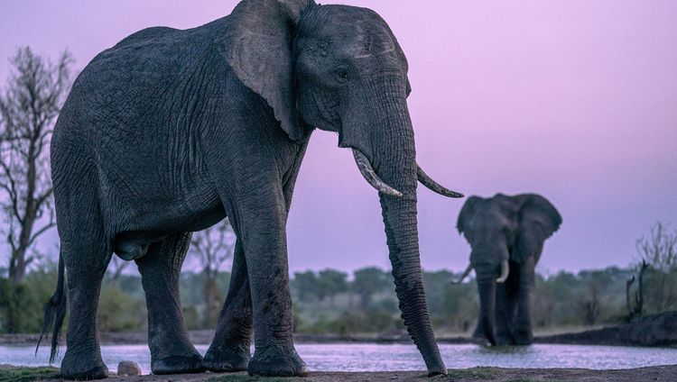 Sabi Sabi Earth Lodge - Elefanten vor der Kam