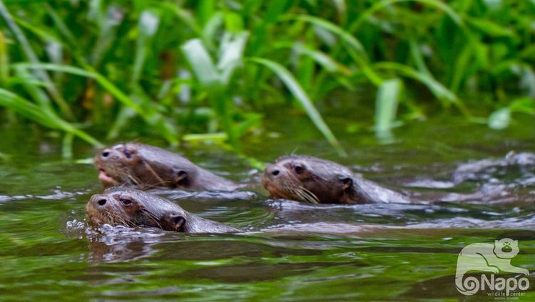 Napo Wildlife Center