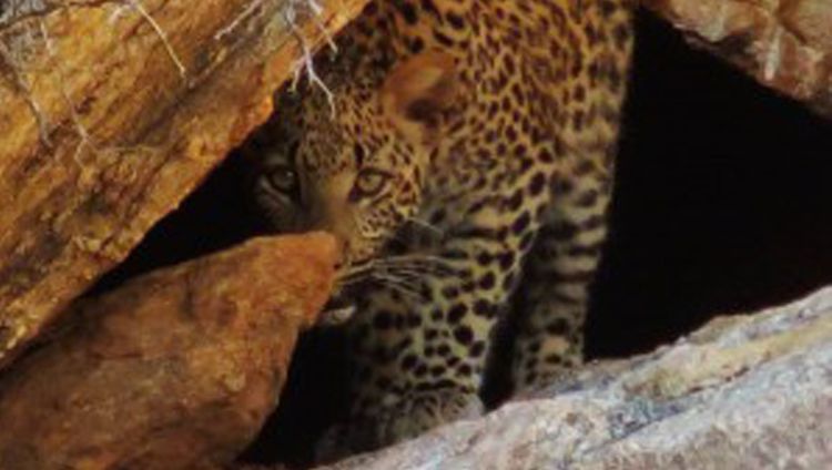 Tutwa Desert Lodge - Leopard