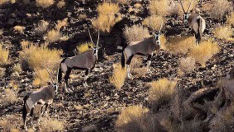 Tutwa Desert Lodge - Oryx