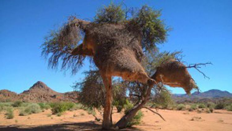 Tutwa Desert Lodge - Webervogelnest