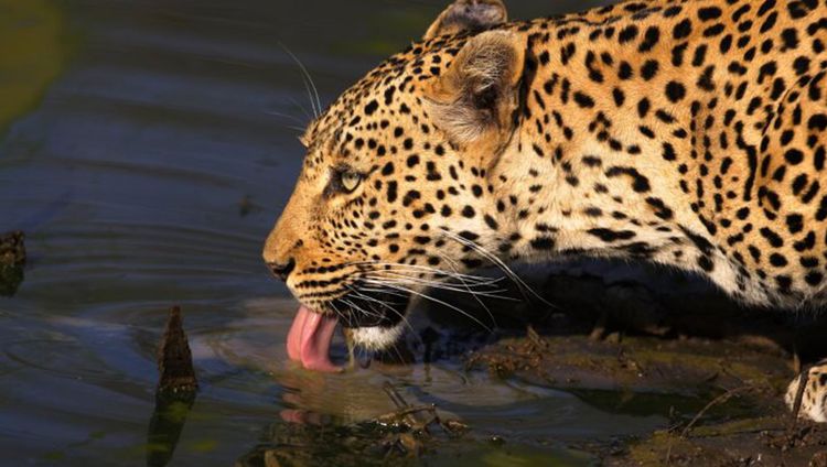 The Royal Malewane - Leopard