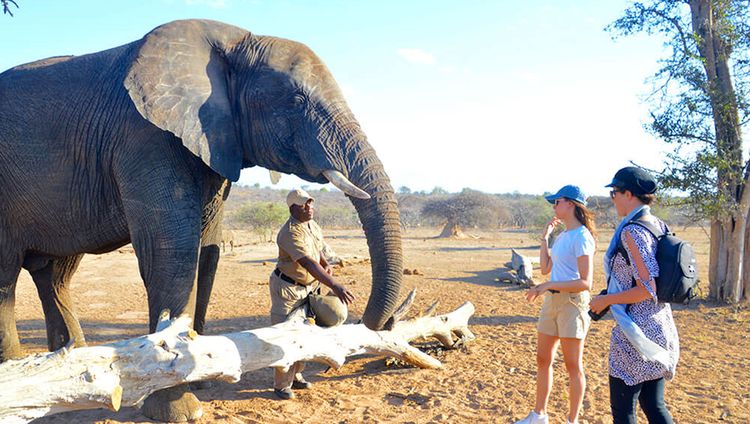 Camp Jabulani - Alles lernen über Elefanten