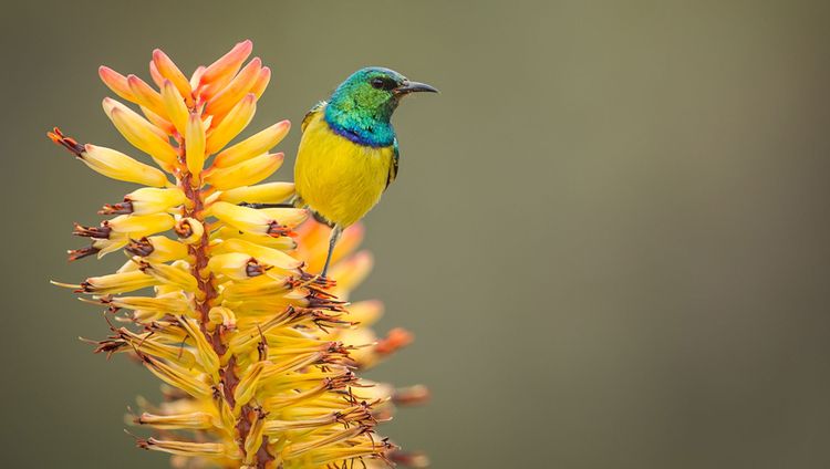 Singita Boulders Lodge - Honeybird