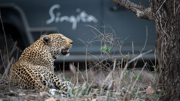 Singita Boulders Lodge - Pirschfahrt