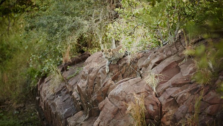 Singita Sweni Lodge - Leopard