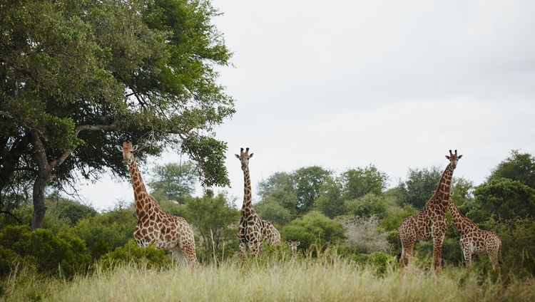 Singita Sweni Lodge - Giraffen
