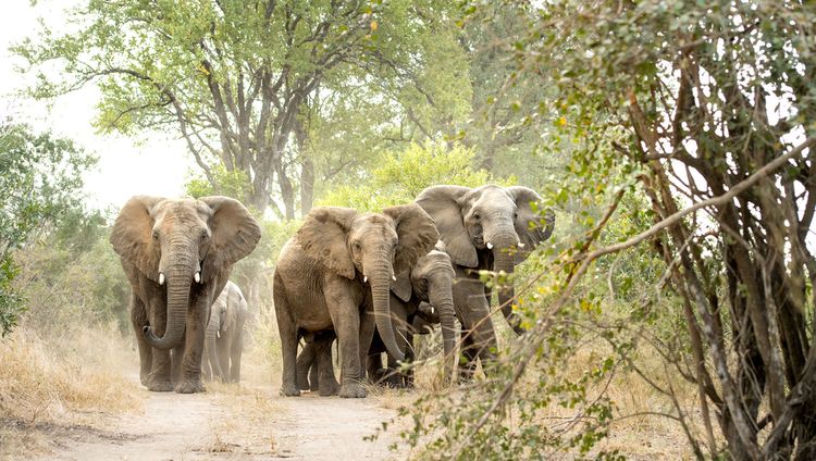 Singita Ebony Lodge - Elefanten