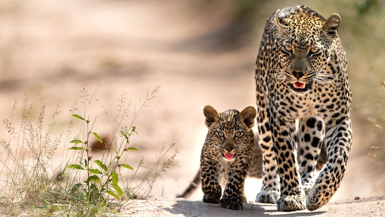 Singita Ebony Lodge - Leoparden