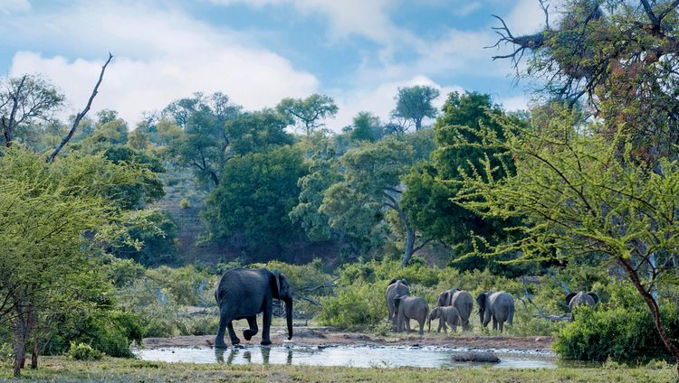Kings Camp - Elefanten am Wasserloch