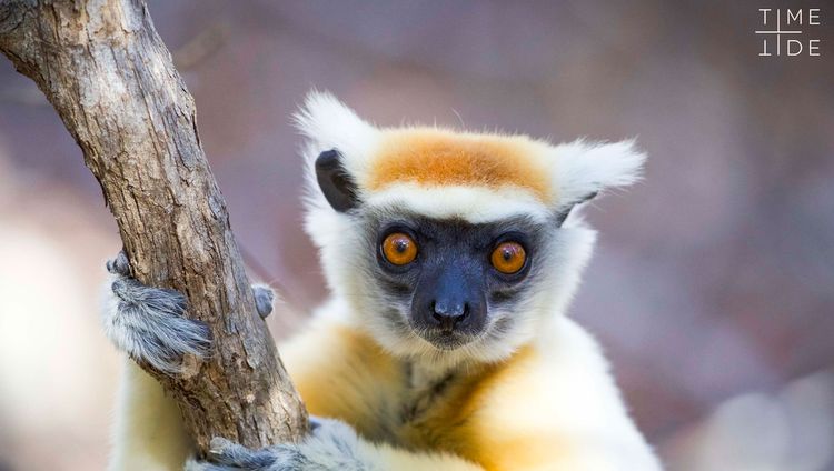 Time &Tide Miavana - Besuch von Lemuren