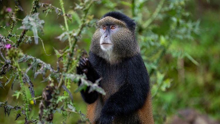 Singita Kwitonda Lodge - Golden Monkey