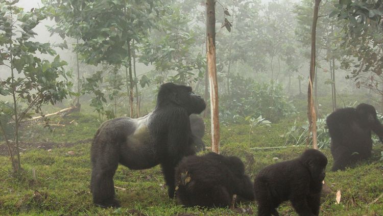 Singita Kwitonda Lodge - Berggorillas
