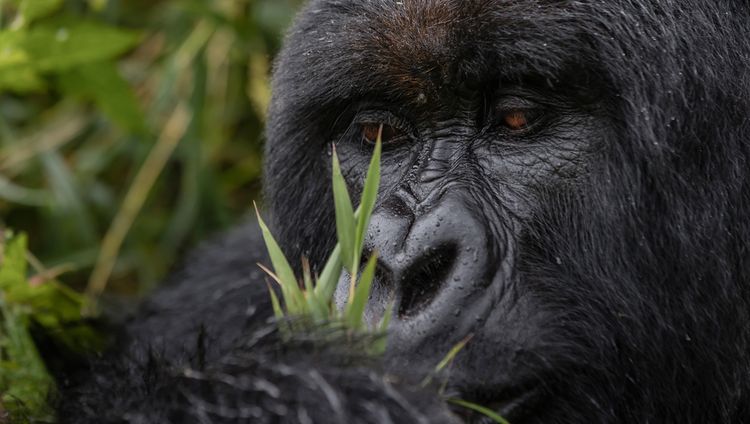 Singita Kwitonda Lodge - Gorilla ganz nah