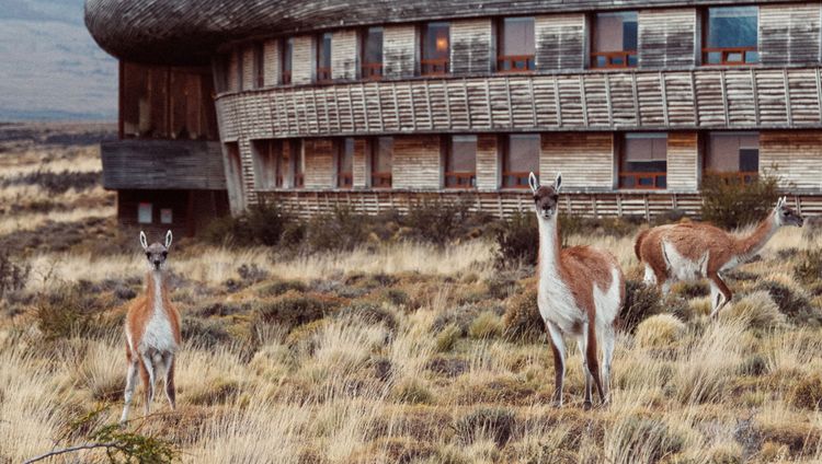 Tierra Patagonia - Vikunjas vor der Lodge