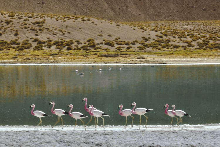 Awasi Atacama - Flamingos