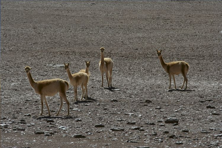 Awasi Atacama - Vikunjas