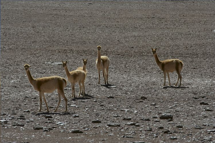 Awasi Atacama - Vikunjas