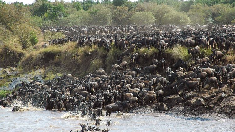 &Beyond Serengeti under Canvas - Great Migrat