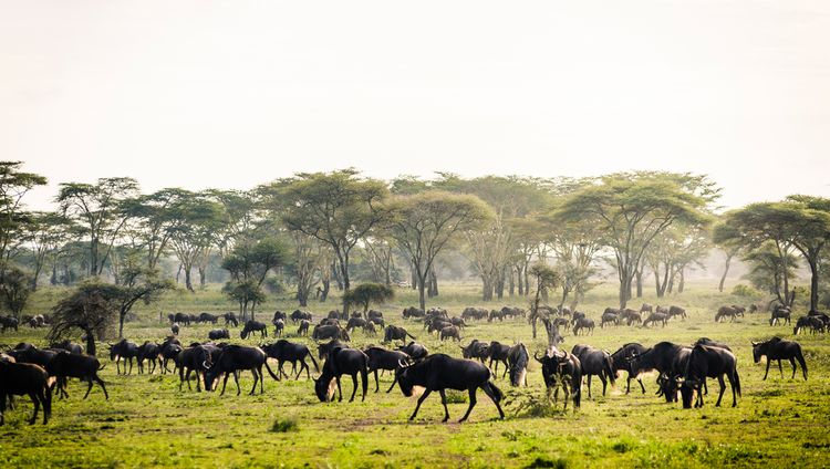 Sanctuary Kichakani - Gnus