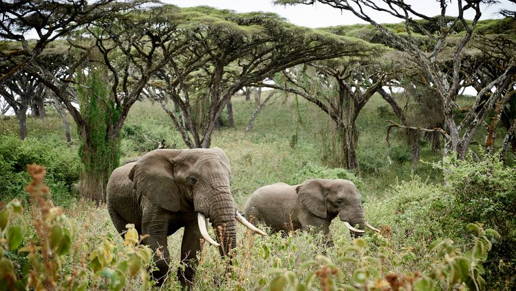 Sanctuary Ngorongoro Crater Camp -