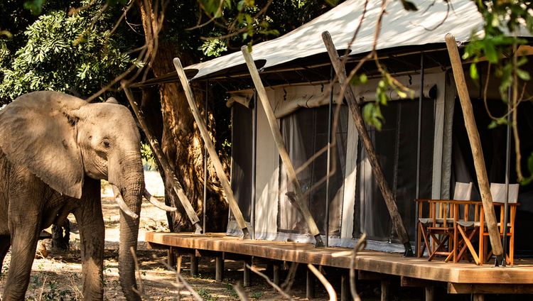 Ruckomechi Camp - Elefant vor der Gästesuite
