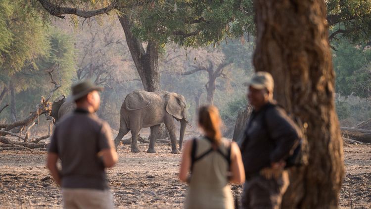 Chikwenya Safari Lodge - Bushwalk