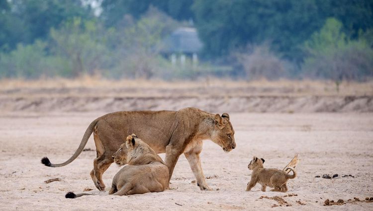 Chikwenya Safari Lodge - Löwen vor der Lodge