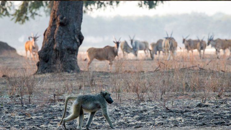 Chikwenya Safari Lodge - Tierreichtum vor der