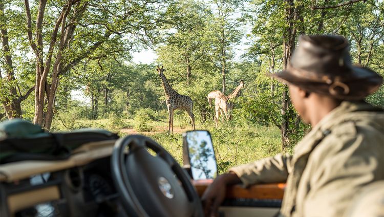 Singita Pamushana - Pirschfahrt mit Giraffe