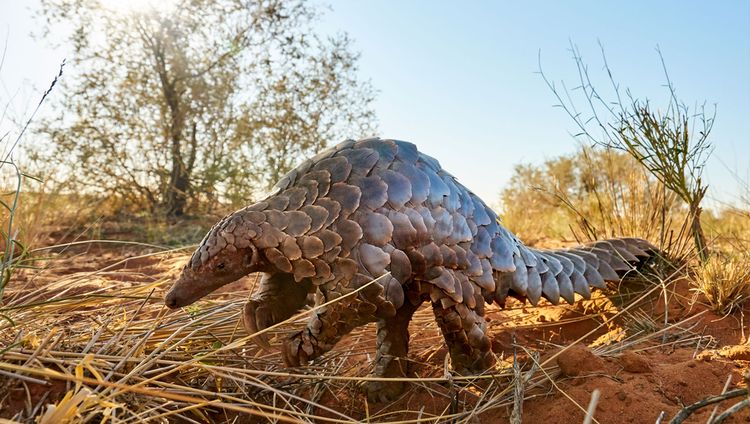 Tswalu Kalahari Reserve - Erdmä