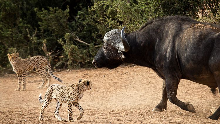 Tswalu Kalahari Reserve - Tarkuni House -