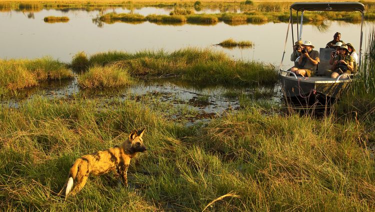 Great Plains Selinda Camp - Wildhundsichtung 