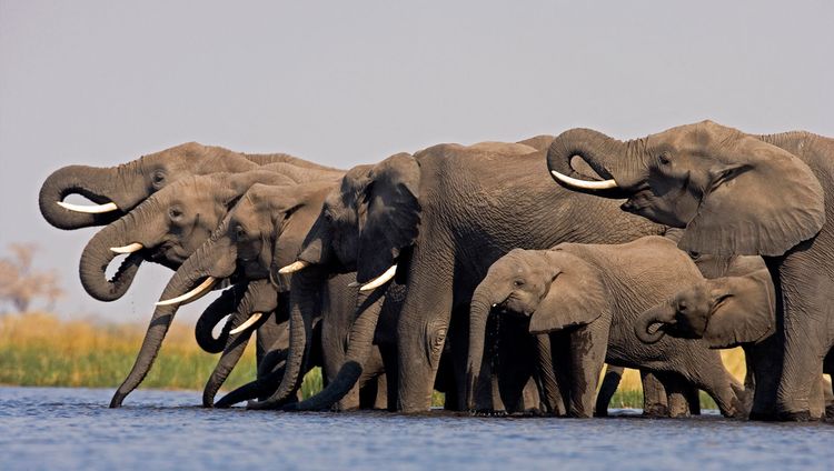 Great Plains Selinda Camp - Elefanten am Flus