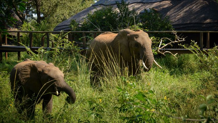 Lion Sands Narina Lodge - Elefanten vor der L