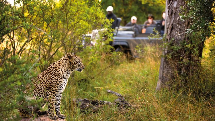 Lion Sands Narina Lodge - Pirschfahrt mit Leo